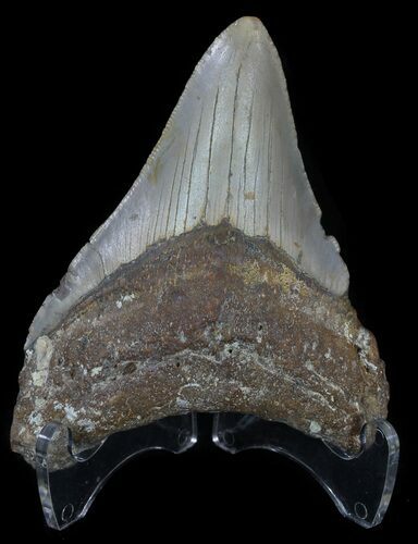 Megalodon Tooth - North Carolina #53736